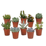 Livraison plante Coffret succulente - Lot de 10 plantes, h13cm