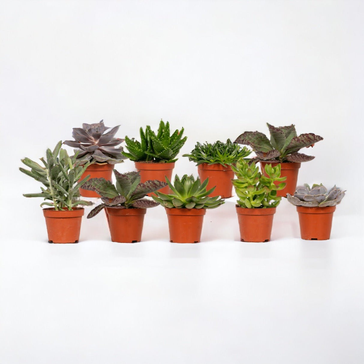 Livraison plante Coffret succulente - Lot de 18 plantes, h10cm - coffret cadeau baby plante