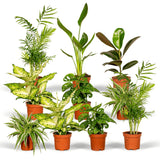 Livraison plante Coffret surprise - Lot de 8 plantes