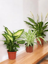 Livraison plante Coffret - Trio de plantes