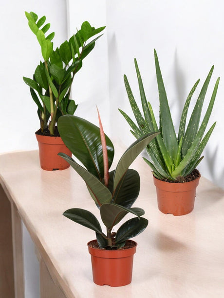 Livraison plante Coffret - Trio de plantes
