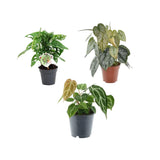 Livraison plante Coffret trio plantes rares h25cm
