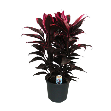 Livraison plante Cordyline Mambo