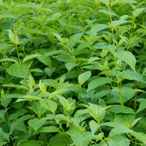 Livraison plante Cornouiller blanc Flaviramea – Pot 17 cm – Hauteur 45 cm