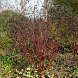 Livraison plante Cornus alba Kesselringii – Pot 17 cm – Hauteur 45 cm