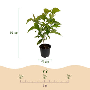Livraison plante Cornus mas – Lot de 1 – Pot 12 cm – Hauteur 35 cm