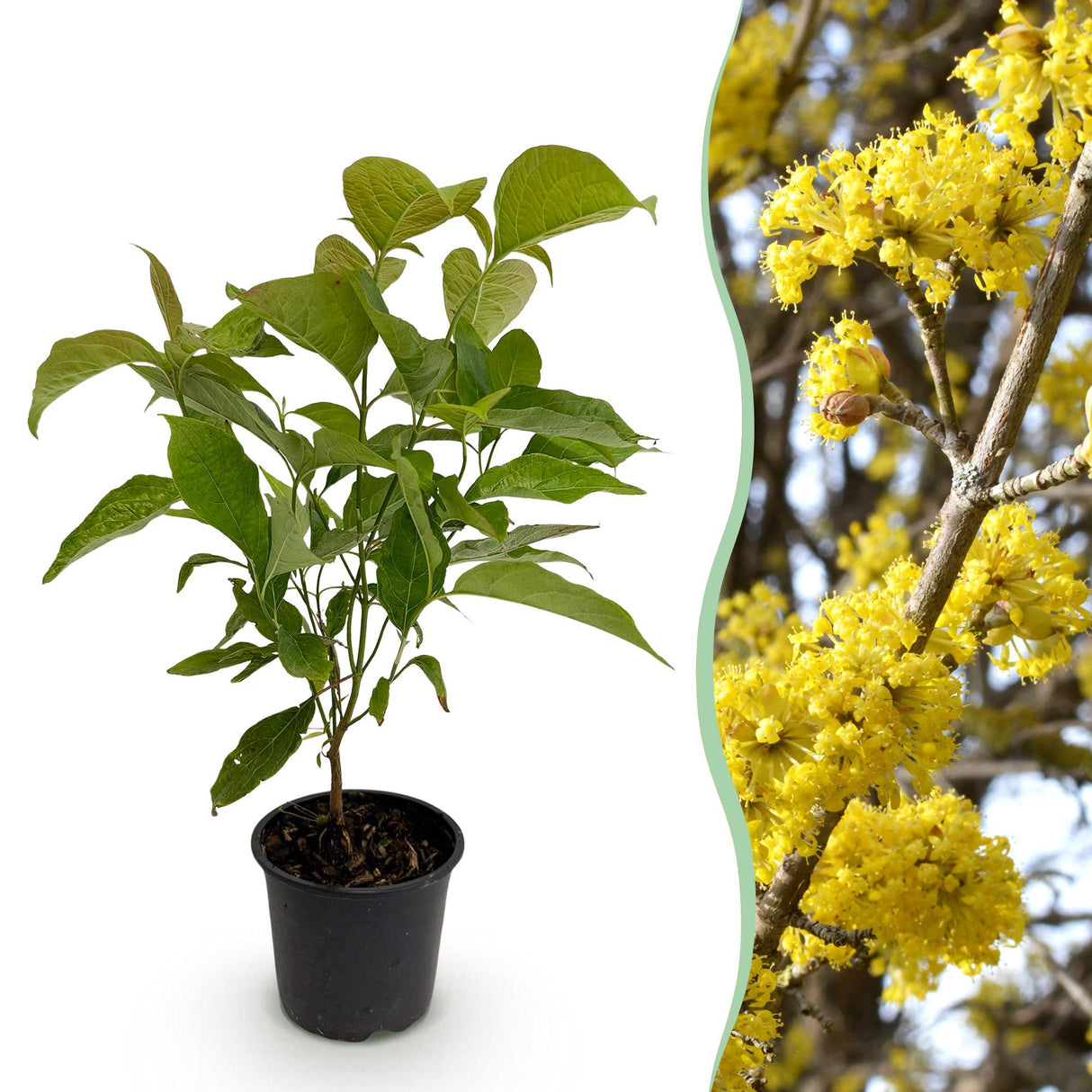 Livraison plante Cornus mas – Lot de 1 – Pot 12 cm – Hauteur 35 cm