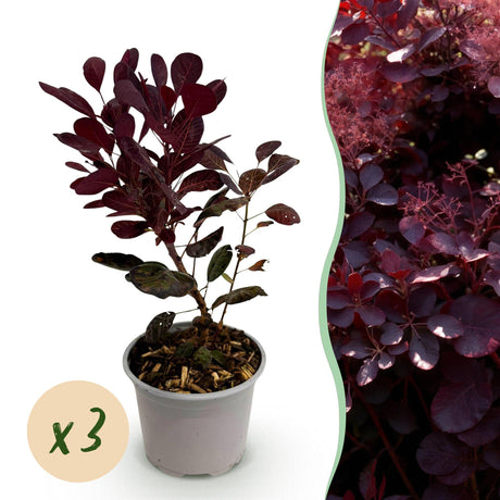 Livraison plante Cotinus coggyria Lilla x1