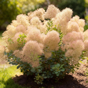 Livraison plante Cotinus coggyria Young Lady – Pot 12 cm – Hauteur 35 cm