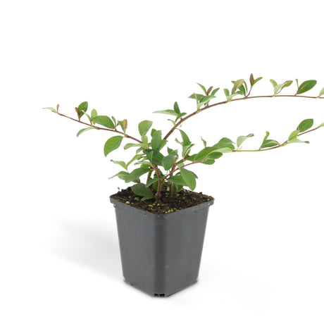 Livraison plante Cotoneaster dammeri - Lot de 6