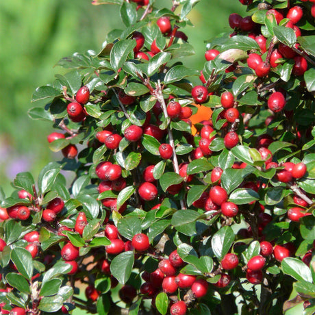 Livraison plante Cotoneaster dammeri Major