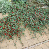 Livraison plante Cotonéaster de Dammer 12xh20cm d9cm