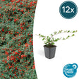 Livraison plante Cotonéaster de Dammer 12xh20cm d9cm