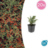 Livraison plante Cotoneaster horizontalis