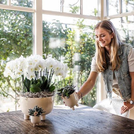 Livraison plante Coupelle Gummy avec 3 orchidées blanches et réservoir d'eau