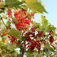 Livraison plante Cranberry bio x 3
