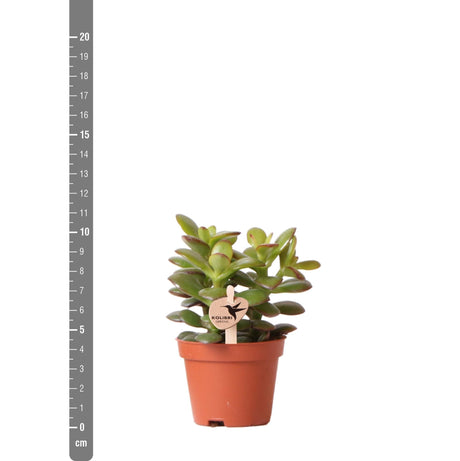 Livraison plante Crassula Minor h11cm - succulente