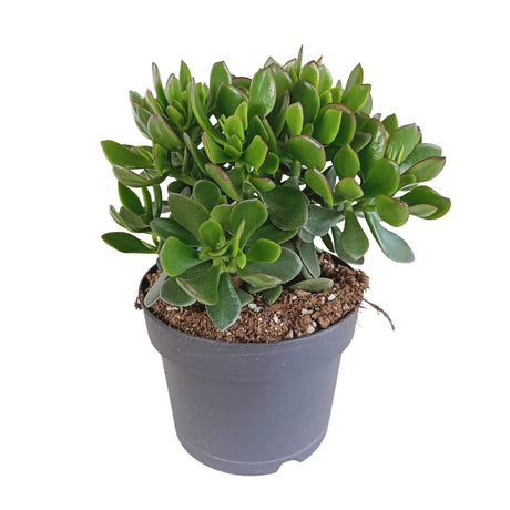 Livraison plante Crassula Minova Écarlate