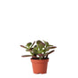 Livraison plante Crassula Ovata h8cm - mini plante grasse d'intérieur