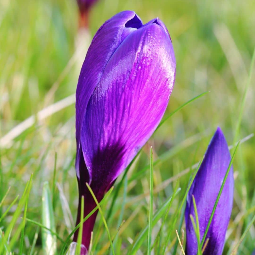 Livraison plante Crocus 'Flower Record' - 20 Bulbes