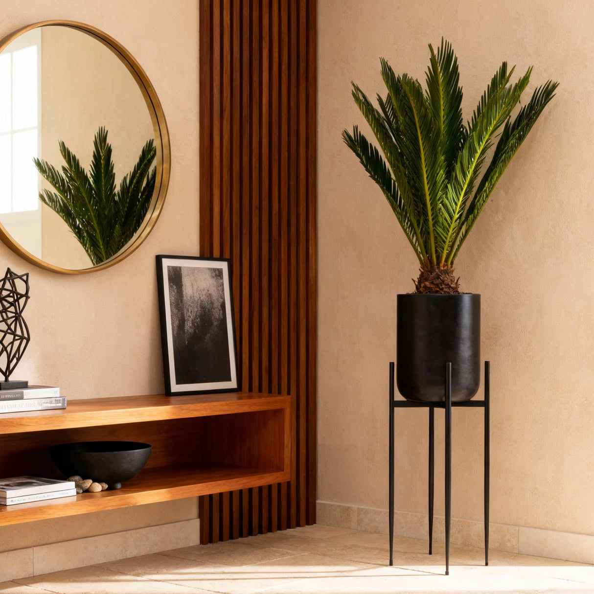 Livraison plante Cycas revoluta d14cm H45cm