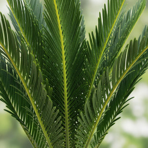 Livraison plante Cycas revoluta d14cm H45cm