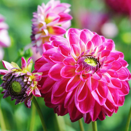 Livraison plante Dahlia Bulbes - 2 box moyennes de luxe 2 X 4 dahlias hollandais