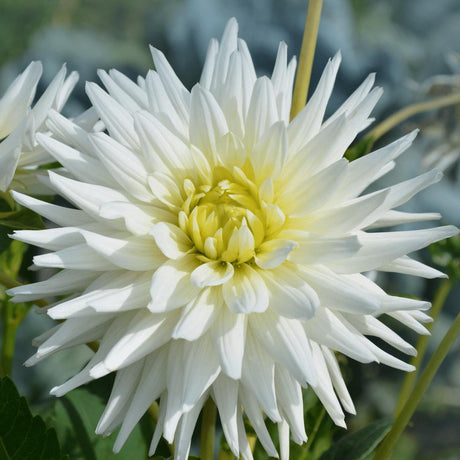 Livraison plante Dahlia bulbes Mix - 2 paquets de 8 dahlias différents