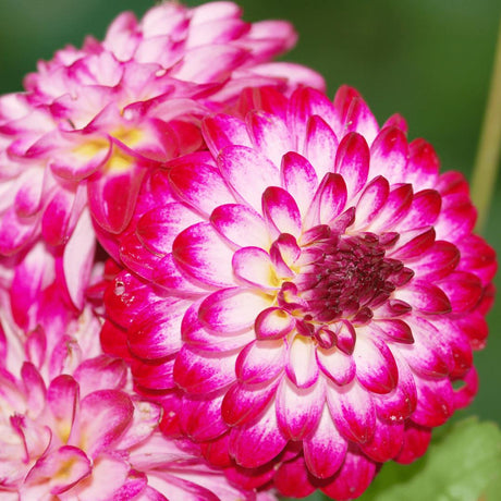 Livraison plante Dahlia Little Robert pétales ronds et frisés - coffret de 12 bulbes