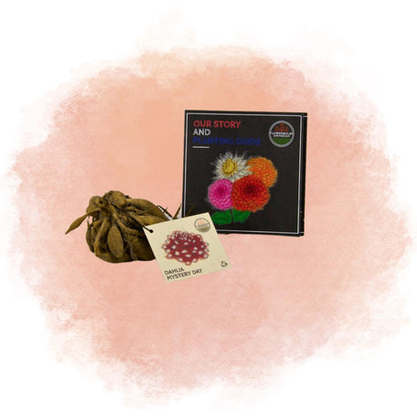 Livraison plante Dahlia Mistery Day grandes fleurs - coffret de 24 bulbes