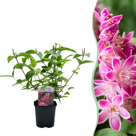 Livraison plante Deutzia hybrida Strawberry Fields – Hauteur 45 cm
