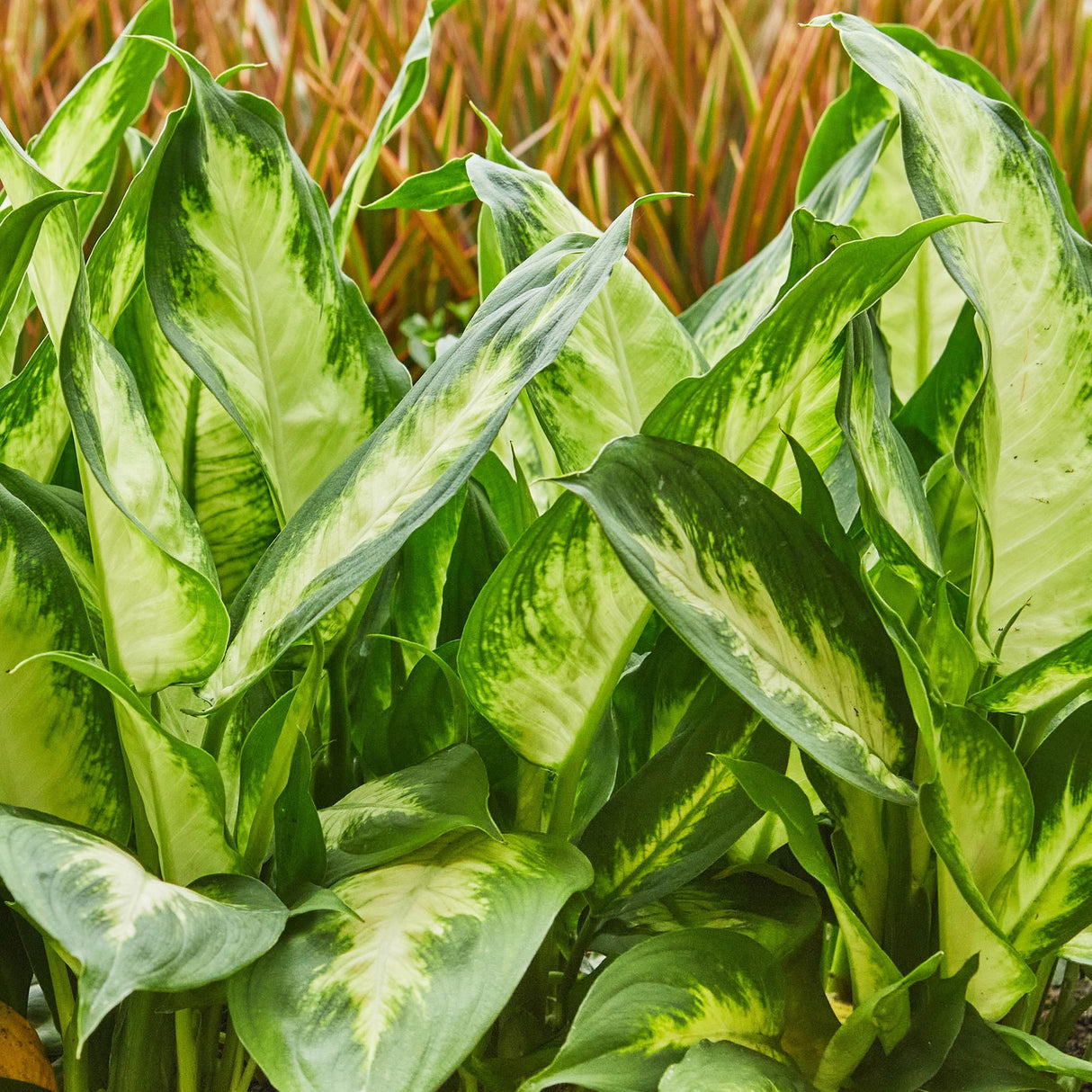 Livraison plante Diefenbachia Camilla et panier H50cm