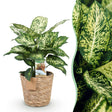 Livraison plante Diefenbachia Compacta et panier H50 cm