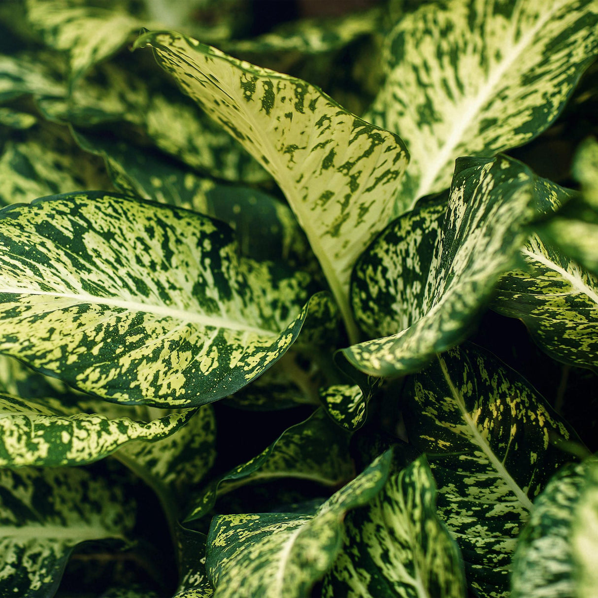 Livraison plante Diefenbachia Compacta et panier H50 cm