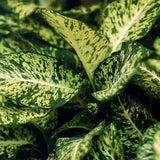 Livraison plante Diefenbachia Compacta et panier H50 cm
