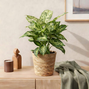 Livraison plante Diefenbachia Compacta et panier H50 cm