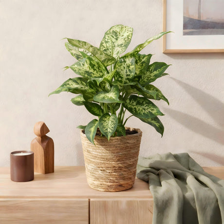 Livraison plante Diefenbachia Compacta et panier H50 cm