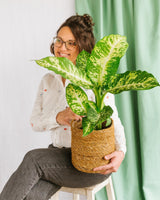 Livraison plante Dieffenbachia Compacta