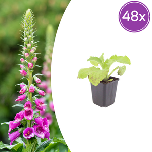 Livraison plante Digitale pourpre