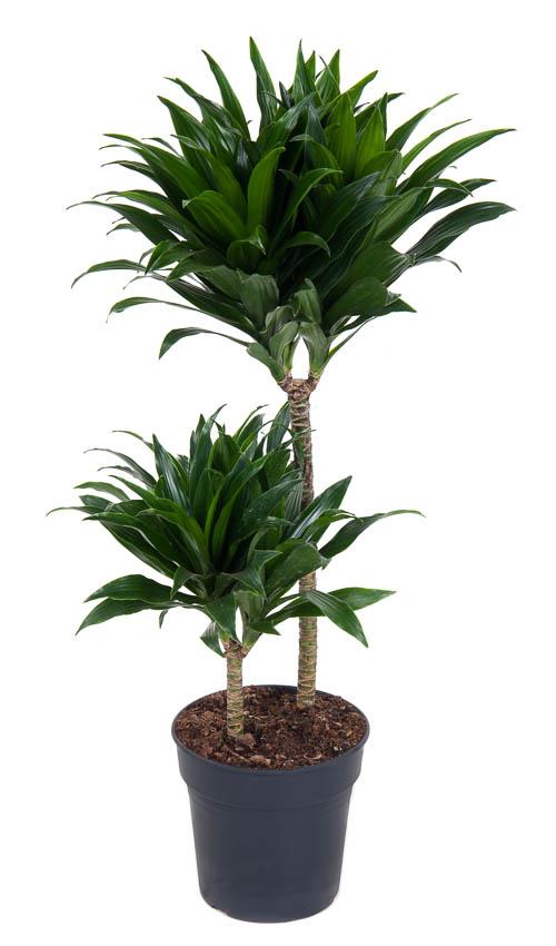 Livraison plante Dracaena Compacta