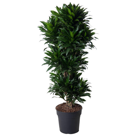 Livraison plante Dracaena Compacte ramifié - 140 cm - ø31