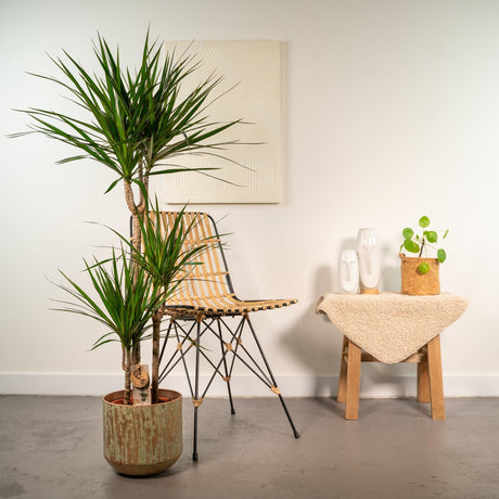 Livraison plante Dracaena et son cache h120cm