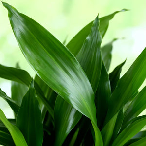 Livraison plante Dracaena fragrans et panier H50 cm