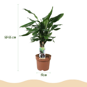 Livraison plante Dracaena fragrans Steudneri
