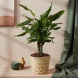 Livraison plante Dracaena fragrans Steudneri