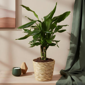 Livraison plante Dracaena fragrans Steudneri – Lot de 2 – Hauteur 50 - 55 cm