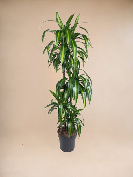 Livraison plante Dracaena Hawaiiana - 140 cm - ø24