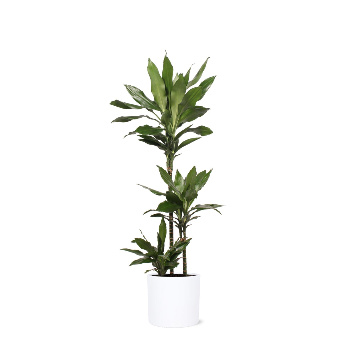 Livraison plante Dracaena Janet Lind et son pot