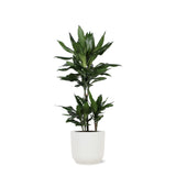 Livraison plante Dracaena Janet Lind et son pot