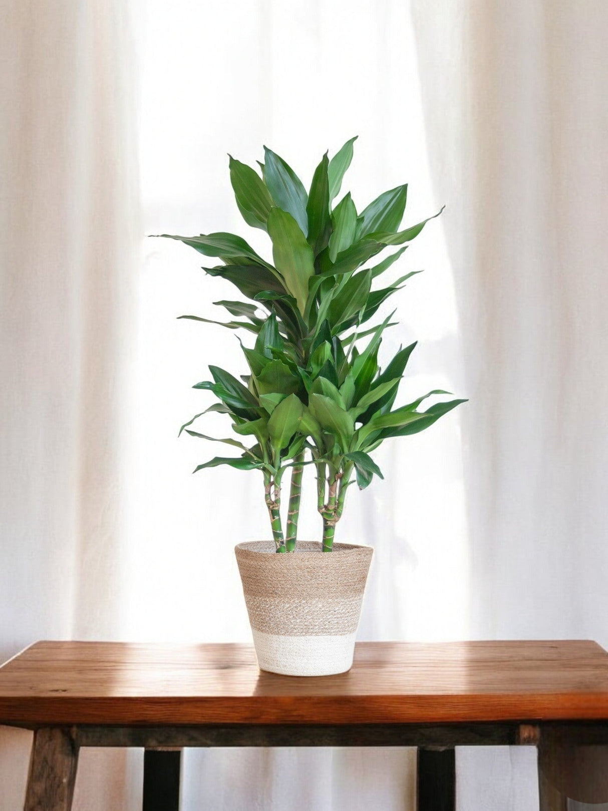 Livraison plante Dracaena Janet Lindt et son pot